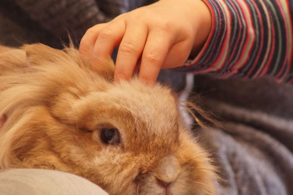 Kinderhand streichelt Hase